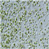 AG10055