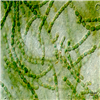 AG10064