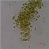 AG10106
