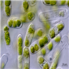 AG10116
