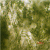 AG10120