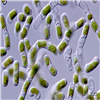 AG10120