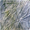 AG10149