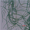 AG10161