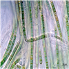 AG10161