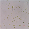 AG10193