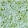 AG20459