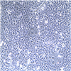 HC18801