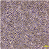 HC18802