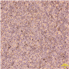 HC18806