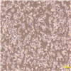 HC30009