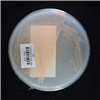 KCTC12551