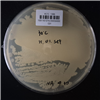 KCTC1396