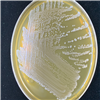 KCTC15949