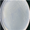 KCTC15985