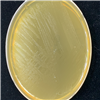 KCTC25148
