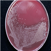 KCTC25160