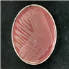 KCTC25287