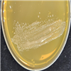 KCTC25713