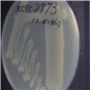 KCTC2773
