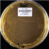 KCTC3035