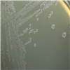 KCTC3163