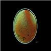 KCTC39271