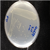 KCTC42655