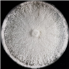 KCTC46438