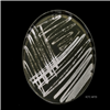 KCTC49720