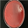 KCTC5748