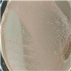 KCTC5787