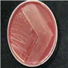 KCTC5967