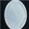 KCTC82283